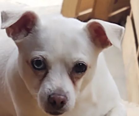 Bluebonnet Animal Clinic Inc