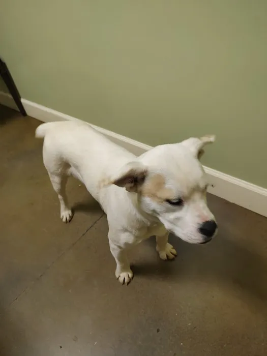 Bluebonnet Animal Clinic Inc Picture 2