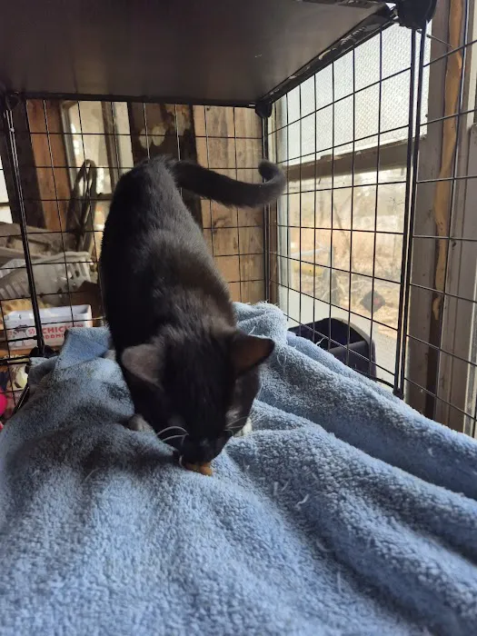 Bluebonnet Animal Clinic Inc Picture 5