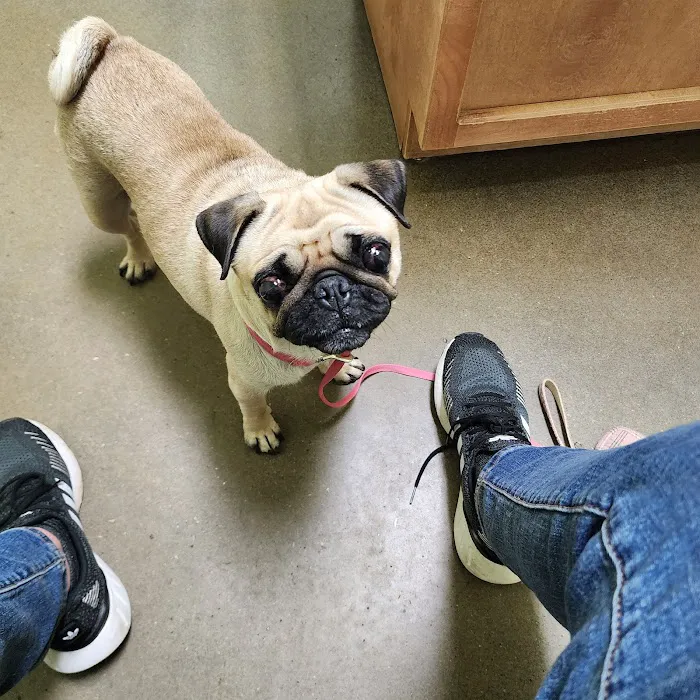 Bluebonnet Animal Clinic Inc Picture 8