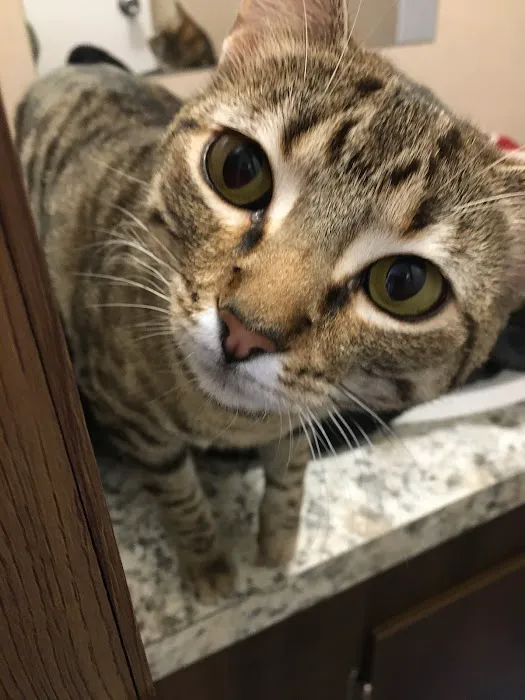 Bluebonnet Animal Clinic Inc Picture 10