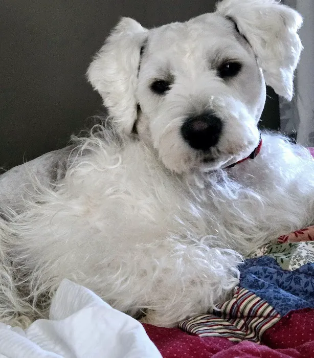 Pelham Animal Clinic Picture 2