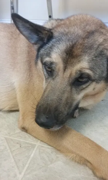 Pelham Animal Clinic Picture 1