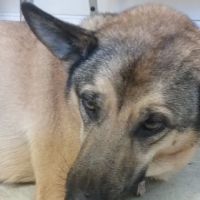 Pelham Animal Clinic ico