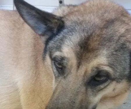 Pelham Animal Clinic