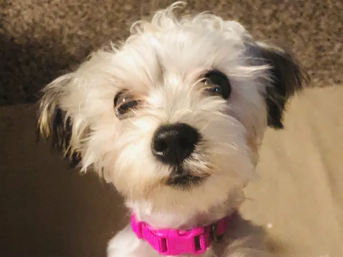 Pelham Animal Clinic Picture 7