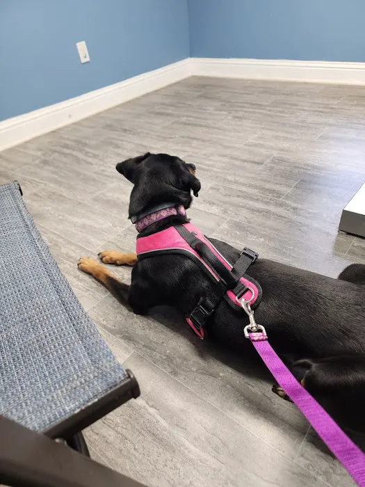 Pelham Animal Clinic Picture 5