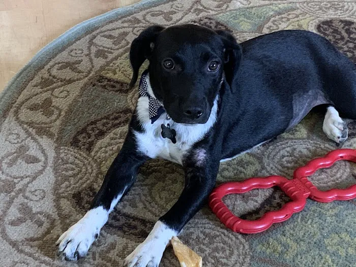 Pelham Animal Clinic Picture 4