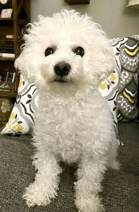 Pelham Animal Clinic Picture 8