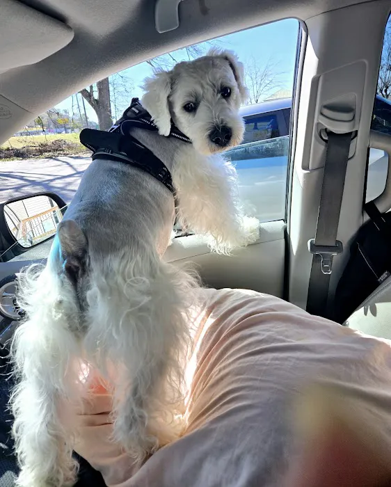 Pelham Animal Clinic Picture 6