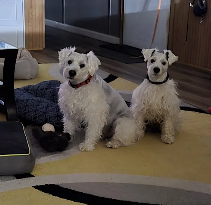 Pelham Animal Clinic Picture 9