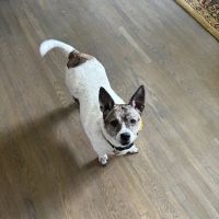 North Shelby County Animal Hospital ico