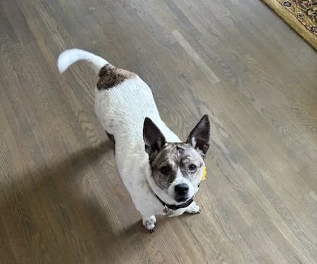 North Shelby County Animal Hospital