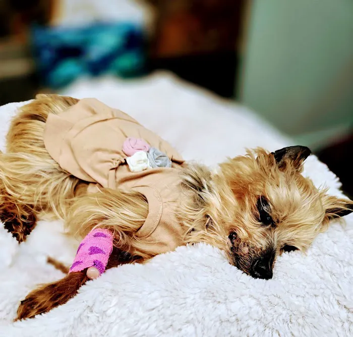 North Shelby County Animal Hospital Picture 6