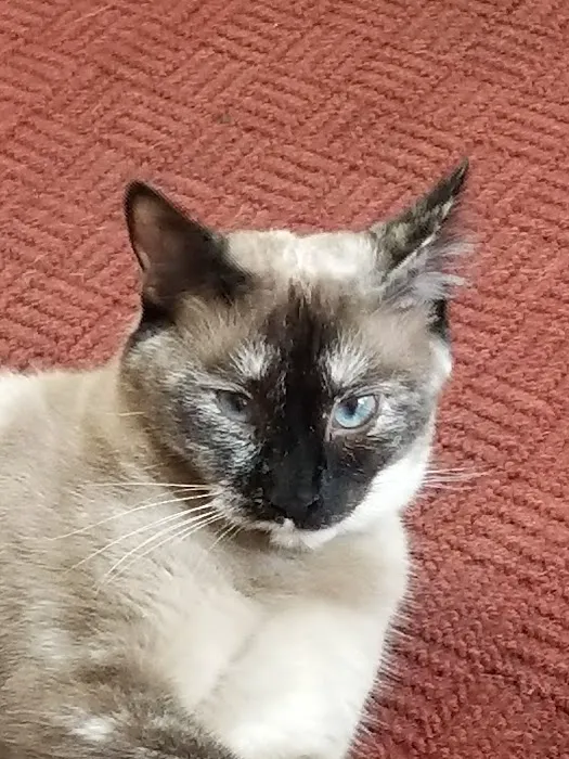 North Shelby County Animal Hospital Picture 4