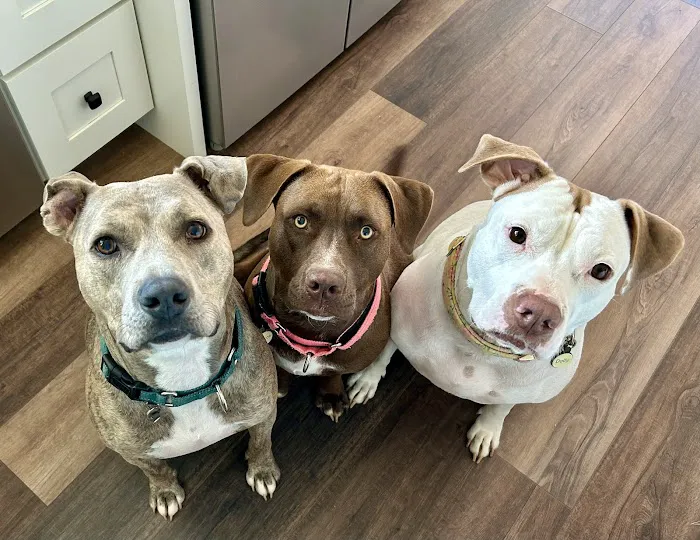 North Shelby County Animal Hospital Picture 5