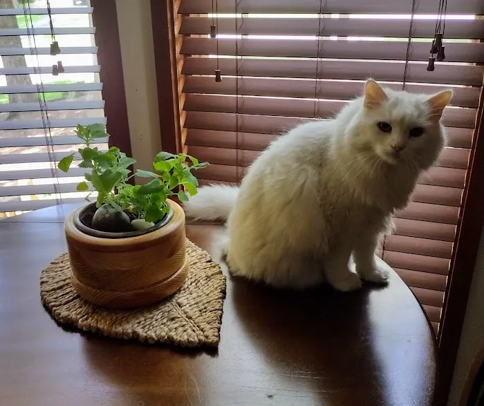 North Shelby County Animal Hospital Picture 2