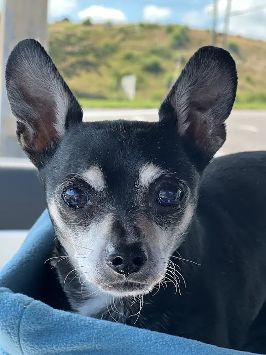 North Shelby County Animal Hospital Picture 8