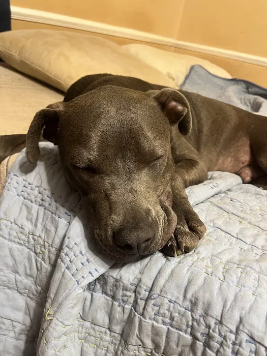 North Shelby County Animal Hospital Picture 7