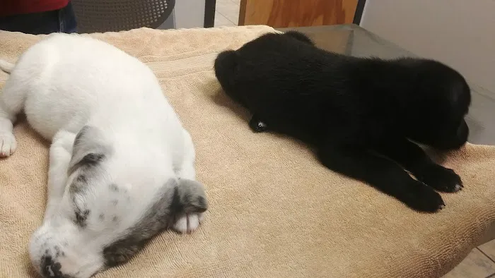 North Shelby County Animal Hospital Picture 9