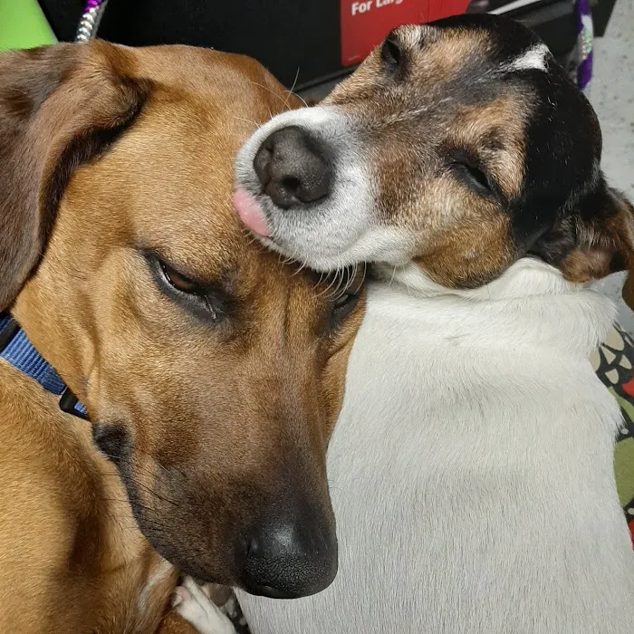 North Shelby County Animal Hospital Picture 10