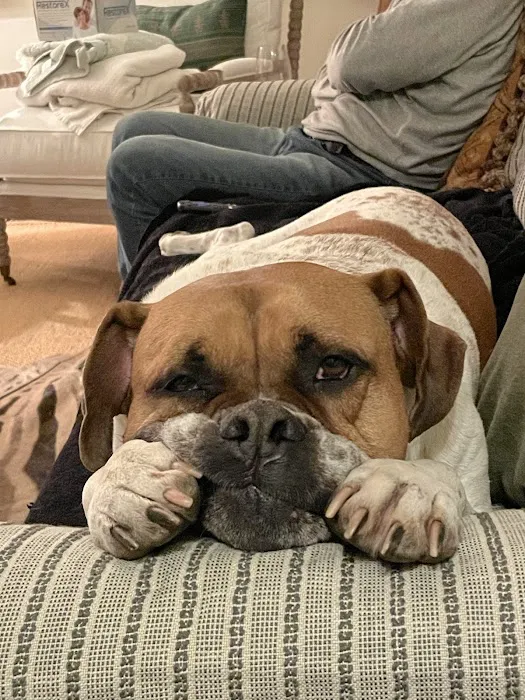 Animal Dental Specialists Picture 2