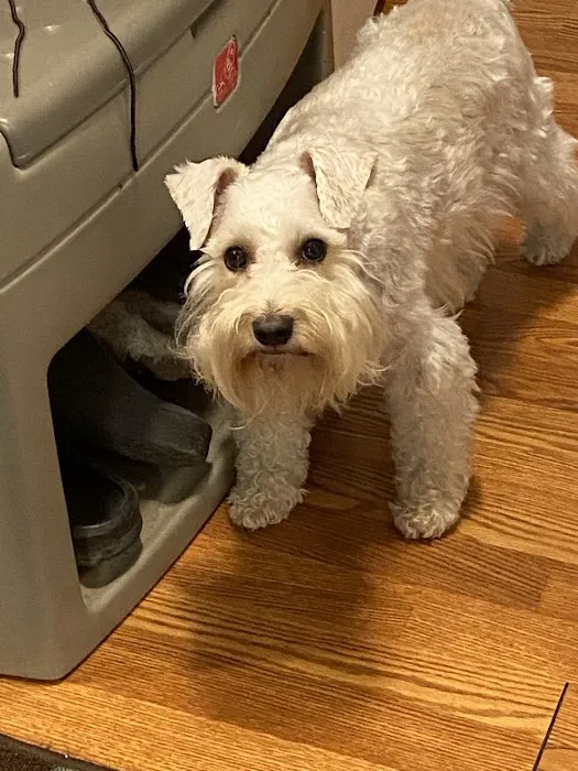 Animal Dental Specialists Picture 1