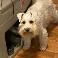 Animal Dental Specialists ico