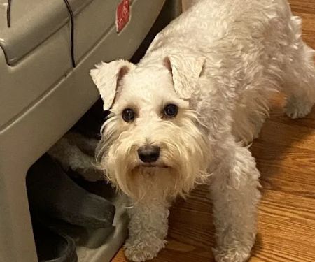 Animal Dental Specialists