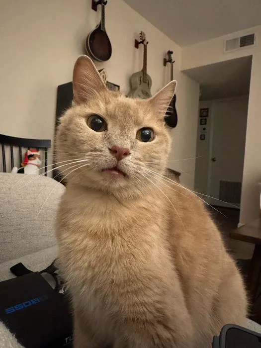 Animal Dental Specialists Picture 4