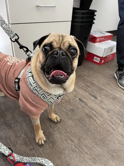 Animal Dental Specialists Picture 3