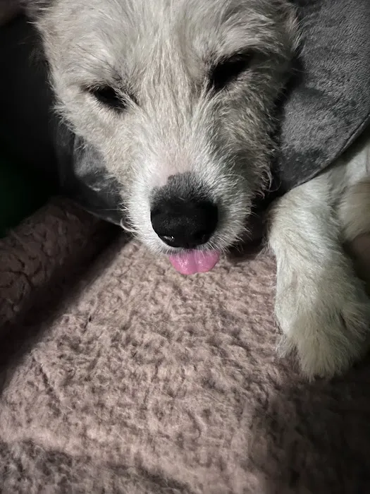 Animal Dental Specialists Picture 6