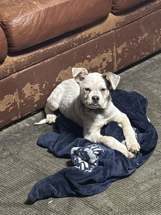 Animal Dental Specialists Picture 9