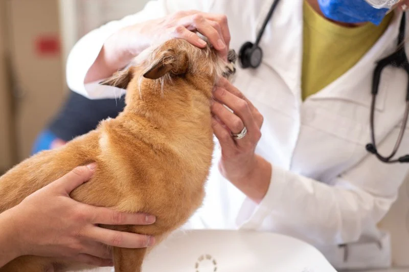 How Annual Wellness Exams Can Add Years to Your Pet’s Life in the US