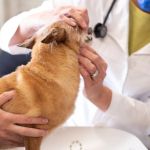How Annual Wellness Exams Can Add Years to Your Pet’s Life in the US