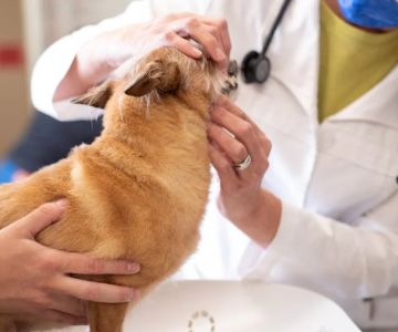 How Annual Wellness Exams Can Add Years to Your Pet’s Life in the US