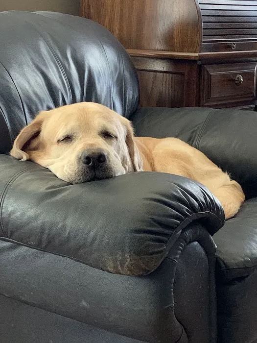 Animal Dental Specialists Picture 7