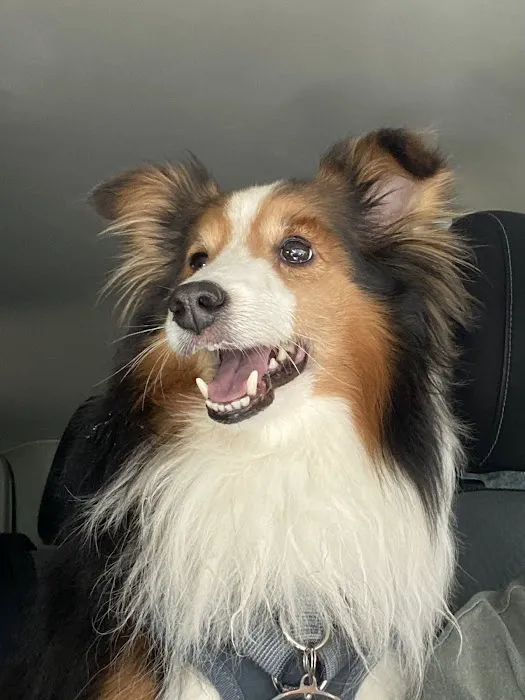 Animal Dental Specialists Picture 10