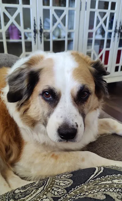 Animal Dental Specialists Picture 8