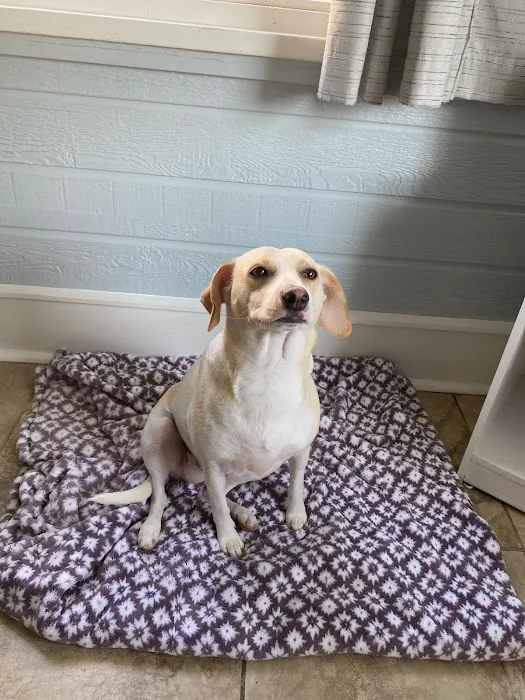 Oak View Animal Hospital Picture 2