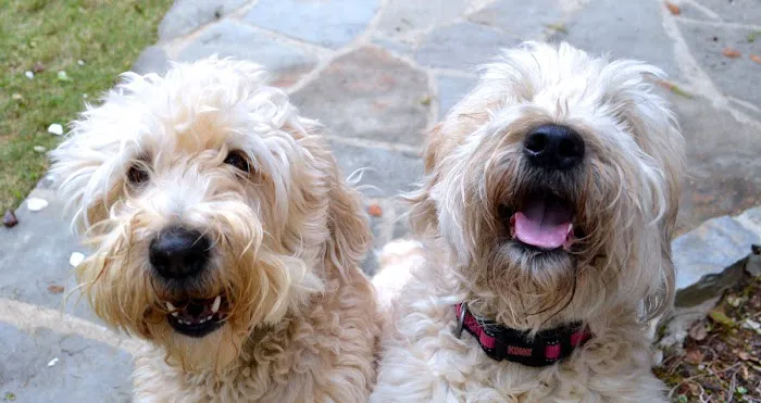 Oak View Animal Hospital Picture 1