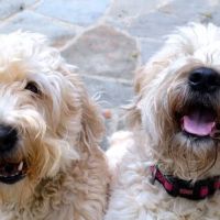 Oak View Animal Hospital ico