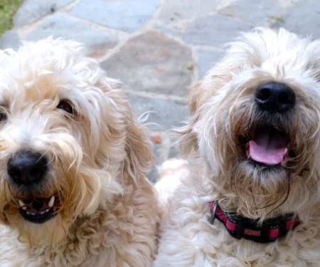 Oak View Animal Hospital