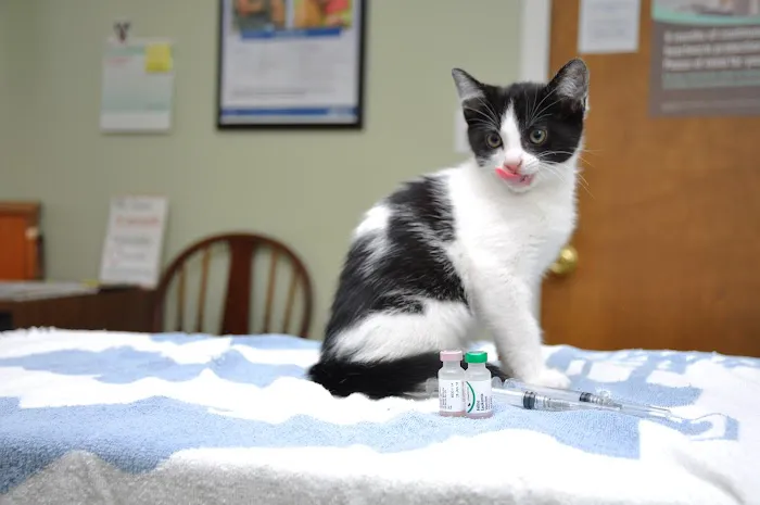 Oak View Animal Hospital Picture 4