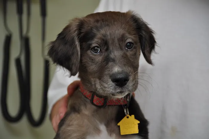 Oak View Animal Hospital Picture 7