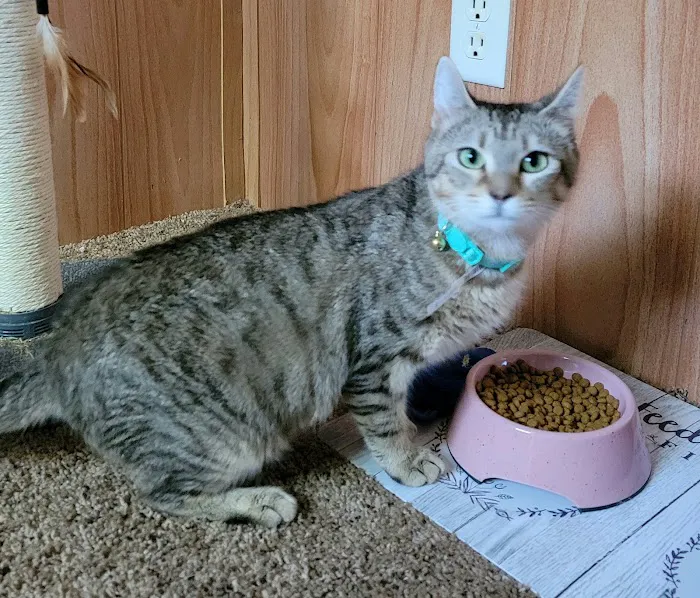 Metro Cat Clinic Picture 3