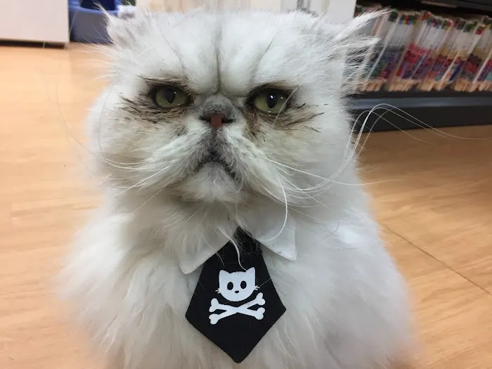 Metro Cat Clinic Picture 1