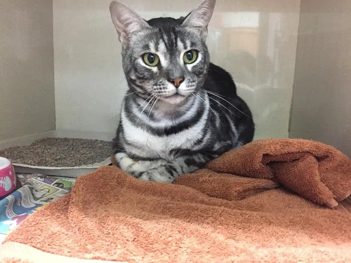 Metro Cat Clinic Picture 4