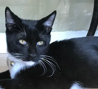 Metro Cat Clinic Picture 6