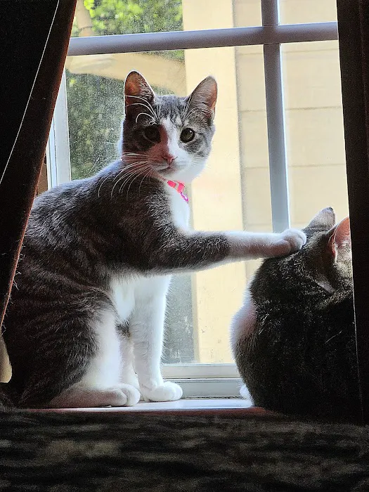 Metro Cat Clinic Picture 7